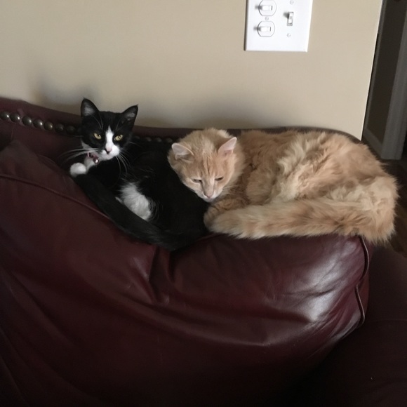 Meet your Posher, Pamela - Picture 6 of 13